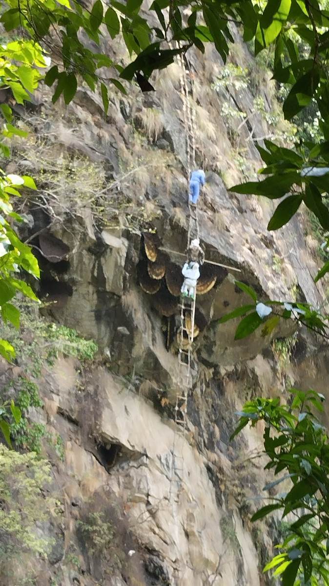 When Is the Best Time for Mad Honey Hunting in Nepal?